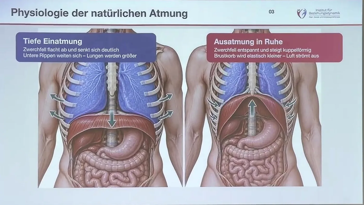 Physiologie der natürlichen Atmung mit Einatmung und ruhiger Ausatmung