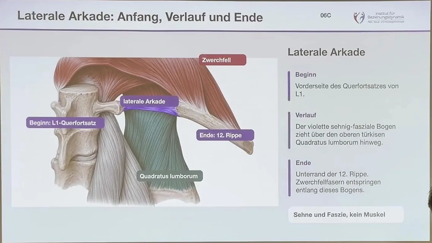 Die laterale Arkade zwischen erstem Lendenwirbel und zwölfter Rippe