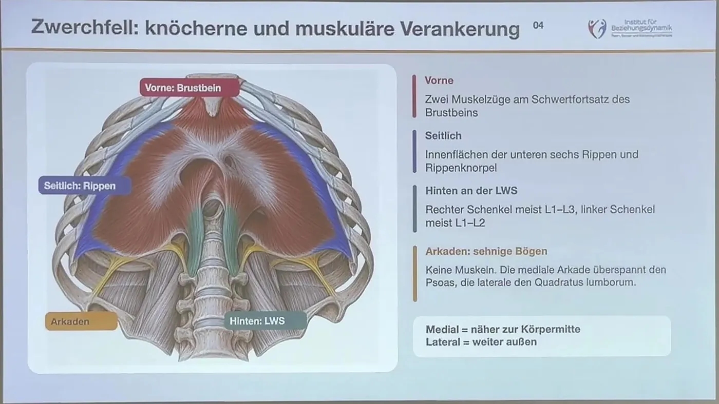 Knöcherne und muskuläre Verankerung des Zwerchfells