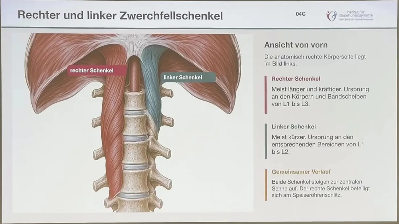 Rechter und linker Zwerchfellschenkel an der Lendenwirbelsäule